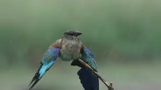 Eurasian (European) Roller in the rain