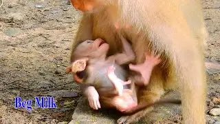 Baby Brady is c-ring beg milk mummy Libby!