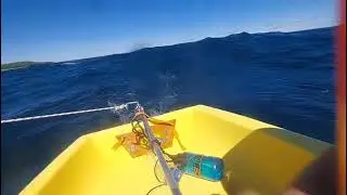 Snark Sunflower on open water