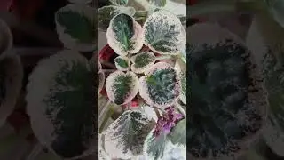 БУДНИ СЕЛЕКЦИИ, скучное видео. Пестролистные фиалки, сеянцы, лонгифолия