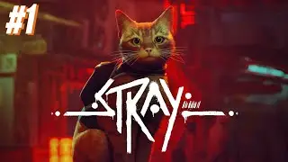 Primer contacto - STRAY 