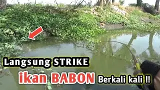 SUNGAI SURUT MAKIN WAOW MANCINGNYA‼️Bener bener esen perangsangnya cepet merasuk