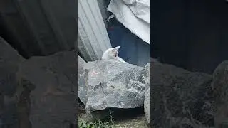 cat vs rat #cat #cats #rat #animals |cat searching rats