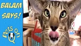 Balam Says is a funny cat