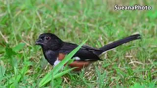 Meet Many Kinds of Birds in Morning-4K Video-Canon R7/100-500mm-Aug. 2025