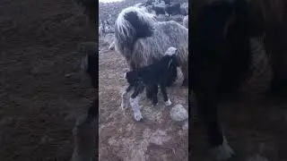 All the sheep are standing for this little lamb to suckle and move again