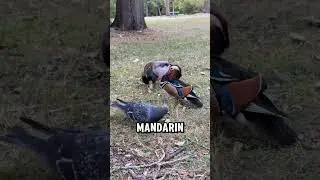 Mandarin Duck: art that learned how to fly