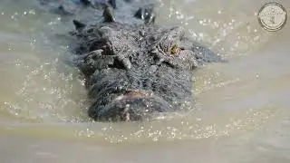 Spectacular Jumping Crocodile Cruise teaser trailer