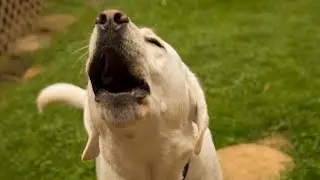 Labrador Barking Dog - Sounds Effects HD