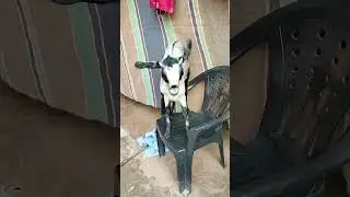 #shorts #goats #ytshorts ASP FUN TV