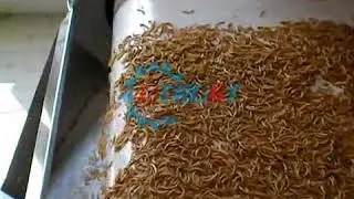 Mealworm or Terzebrio Molitor Continuous Belt Microwave Drying and Sterilization Machine from Utrust