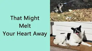 50 Heartwarming Before-And-After Adoption Photos of Dogs That Prove Rescuing a Pet is Life-Changing