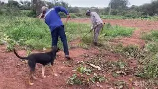 COLHEMOS TOMATE E ABÓBORA DEUS AJUDA QUEM CEDO MADRUGA BORA TRABALHAR 