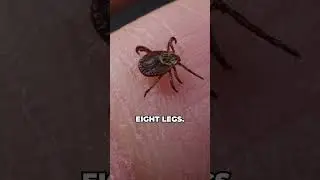 Identify Tick Problems Properly! | Tick Control in Monmouth County NJ  | Agile Pest