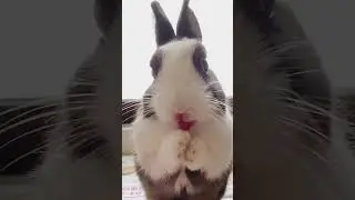 This bunny&rsquo;s tongue deserves an Oscar 👅 #cute