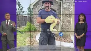 Firefighters rescue snakes, tarantulas and crocodile from house fire