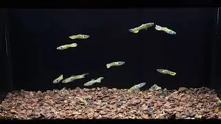 Yellow Tiger Endlers