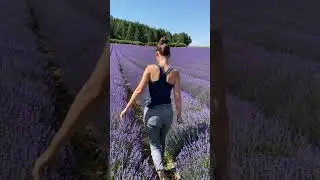 It&rsquo;s lavender season in Provence 😍