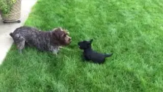 Ziti and Her New Friend Jack (Wirehaired Pointing Griffon and Scottish Terrier)