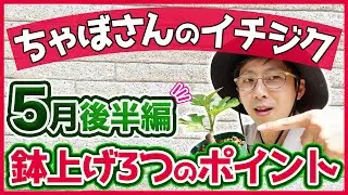 【いちじく】５月後半編のイチジク 栽培状況。ホワイトイスキアとドルチェレストは同じ品種？ブラックマデイラの育成経過と小苗の鉢上げについて（育て方）