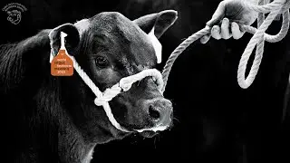 WATM Aberdeen Angus Show 2023