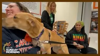 Carroll University's animal behavior students meet their foster dogs for the semester