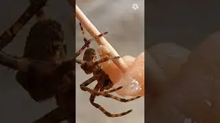 Spiders ate chicken meat #spider's #shorts