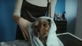 Stop Dog Itching Fast: 5 Vet-Backed Tips