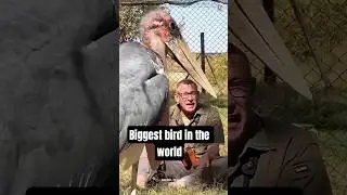 Normal Stork vs Marabou Stork 🦅 #shorts