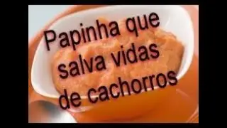 Como salvar seu cachorro a beira da morte