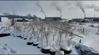 Exotic trees are successfully adapting to the North Kazakhstan region.