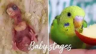 Budgie growth stages | From Egg to Adult