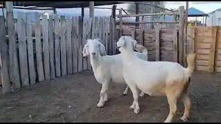 100% Pure Savanna goats