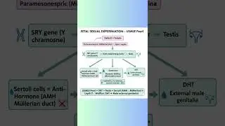 🧬 Fetal Sexual Differentiation | USMLE Pearl