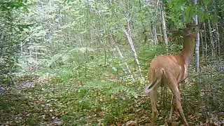 Maine deer hunting 2020