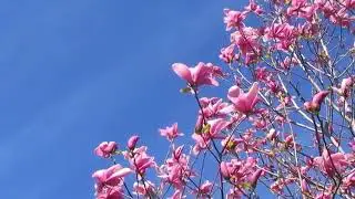 Cherry Blossom Cherry Tree Flower Pink Blue Sky No Copyright Video