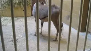 East African oryx beisa