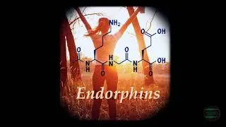 - ENDORPHINS - Natural Mood Elevator & Painkiller (Reduced Pain & Anxiety, Improved Well-Being)