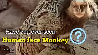 Monkey Park (Part-1) || Amazing Species of Monkey|| Spain || Teneriffe  Holiday Vlog 3||
