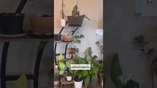 One of the best tip to thrive money plant(pothos) naturally @myselflakshmi
