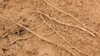Enraizante QUANTUM ROOT en cultivo de pimiento