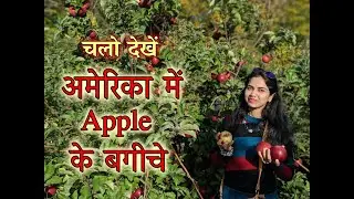 Apple Farm In USA | अमेरिका में सेब के बगीचे | Apple Picking | Pumpkin Picking