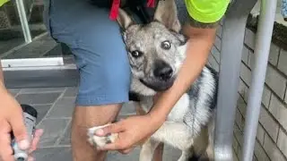 Wolf Dog Grooming