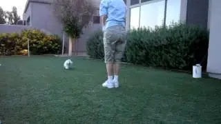 Trick Dog Title Champion - Chadwick- 1st Maltese (TDCH) #9.Expert tricks - extra: 9.8a