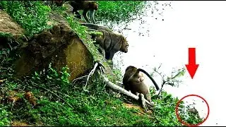 Oh my god! 4 Monkey Vs 1 monkey, Monkey fighting in Carbzilla group