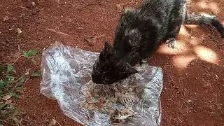 Cat eating fish bones in rural Jamaica 🇯🇲.