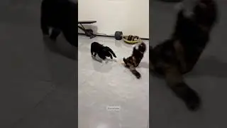 Epic Cat Battle in 0.3 Seconds 🐱💥