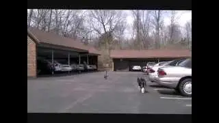 Goose control in Dayton, Ohio Stalkandawe.com