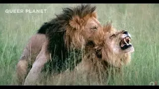 Queer Planet documentary by NBC is focused on LGBTQI+ among the animal kingdom