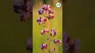 10 Housefly Repellent Plants!